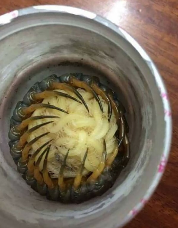 14. «Мать-многоножка обнимает своих детенышей»