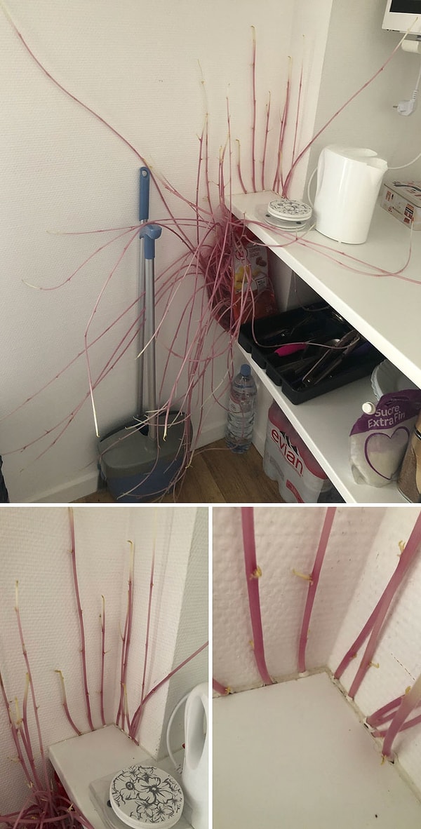 21. «Я забыл мешок картошки в своей комнате, прошло около 3 месяцев, и клубни проросли сквозь мебель»