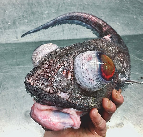 26. Выглядит как существо из фильма Тима Бертона