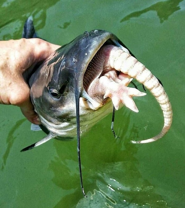 27. «Такое не каждый день увидишь — сом ест броненосца»