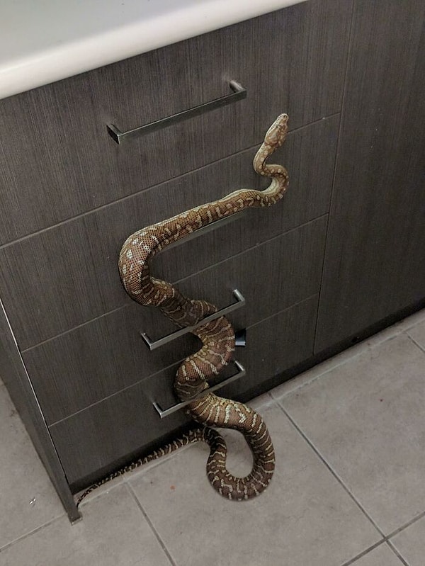 38. «Новая защелка на шкафчике, чтобы дети туда не лазили, очень хорошо работает»