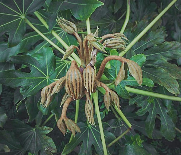 50. «Маленькие жуткие ручонки»