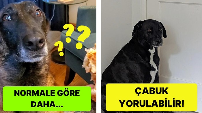 Köpeğinizin Hamile Olup Olmadığını Nasıl Anlarsınız?