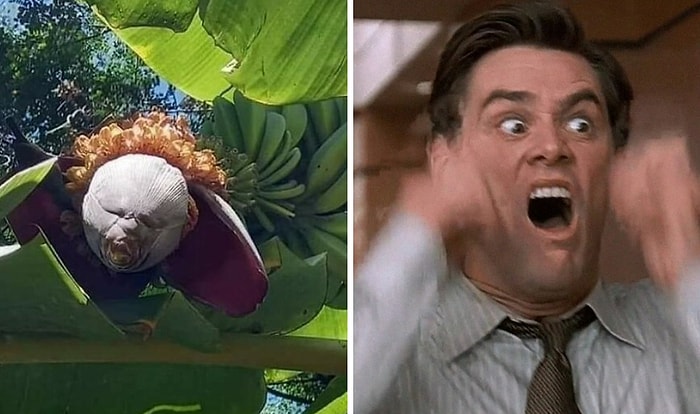 50 оттенков темной стороны природы, которые напугают вас до икоты и нервного тика