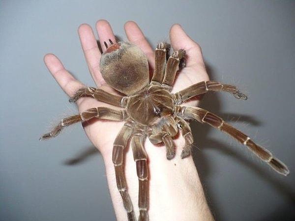 8. Dünya'nın en büyük örümceği 😱