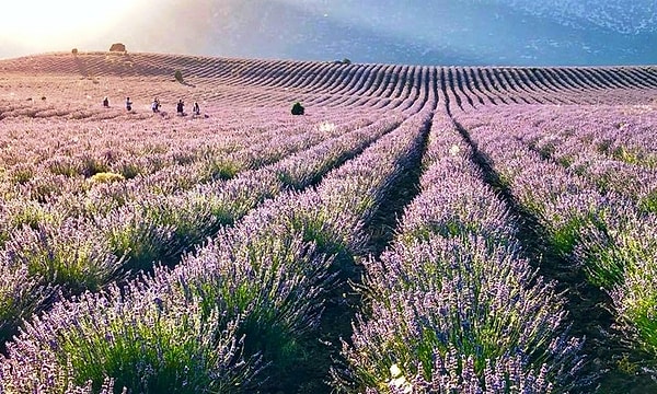 Lavanta kokusu doğal bir böcek kovucudur. Sivrisinekleri ve güveleri uzak tutar, bu nedenle dışarıda geçireceğiniz yaz akşamları için mükemmel bir seçimdir.