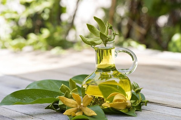 Araştırmalar, Ylang Ylang yağının kardiyovasküler sağlığı desteklemeye yardımcı olabileceğini göstermektedir.