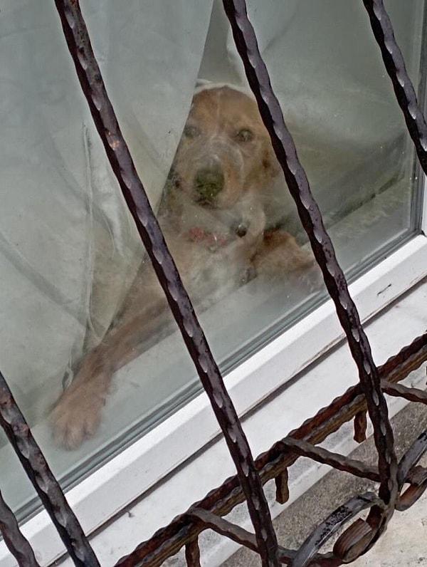 Bugün İstanbul, Beykoz'da bir apartmanın içinde havlamaması için ağzına bant takılan köpeğin içler acısı hâli herkesi öfkelendirdi.