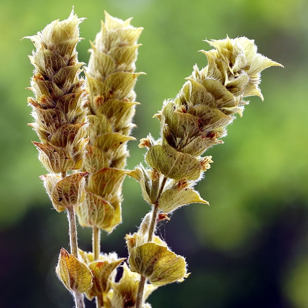 Adaçayının tanımlayıcı özelliklerinden biri aromatik profilidir.