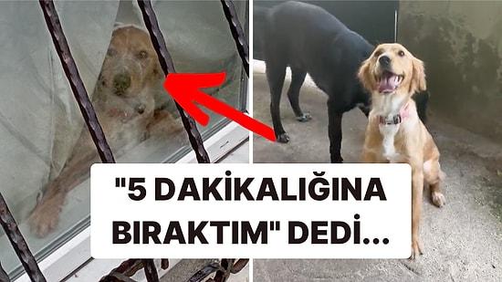 Yine İnsanlığımızdan Utandık: İstanbul'da Havlamasın Diye Ağzı Bantlanan Köpek Kurtarıldı!