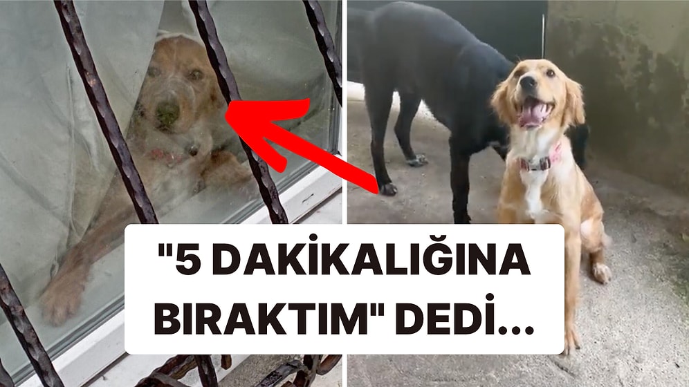 Yine İnsanlığımızdan Utandık: İstanbul'da Havlamasın Diye Ağzı Bantlanan Köpek Kurtarıldı!