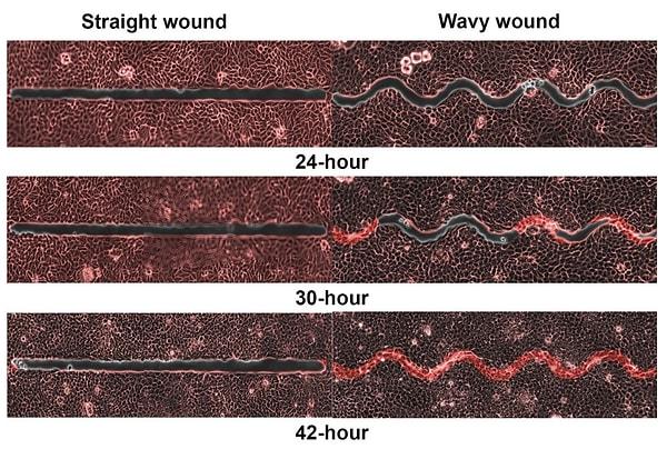 Kesikleri belirli saatlerle görüntüleyen araştırmacılar arasındaki biyomekanik mühendisi Xu Hongmei, "Dalgalı yaraların neden olduğu homojen olmayan rotasyonel hareket, düz yaralara kıyasla hücrelerin hareket etmesi için daha fazla fırsat sağladı" dedi.