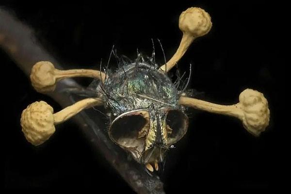9. Fotoğrafta gördüğünüz tuhaf bir kafatası değil, Cordyceps Mantarı tarafından enfekte edilmiş bir sinek!