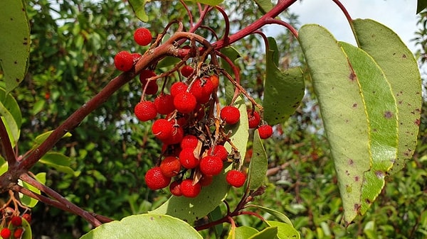 Sandal ağacı, kendine özgü kokusuyla bilinen, değerli ve çok aranan bir bitkidir.