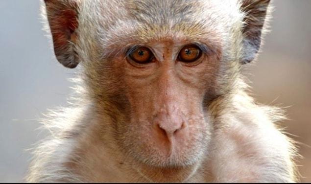 8. Nisan: Bilim insanları, tarihte ilk kez yapay embriyolar ile bir maymunu hamile bırakmayı başardı.
