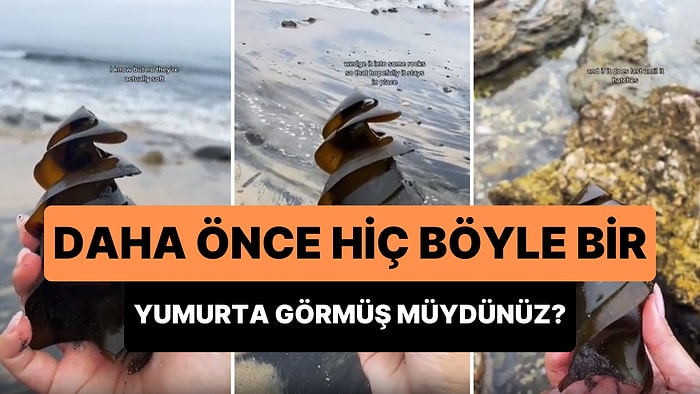 Boynuzlu Köpek Balığı Yumurtasını Görünce Çok Şaşıracaksınız!