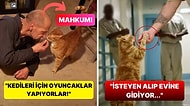 Bu Hapishanede Kediler de Yaşıyor! Mahkumların Kedi Bakabileceği İlginç Hapishanenin Tüm Detayları