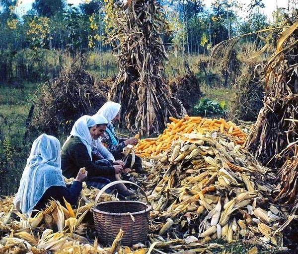 9. Tarlada mısır ayıklayan kadınlar, Ordu. (1975)
