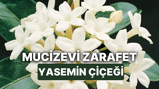 Yasemin Çiçeği Bakımı Nasıl Yapılır? Huzur Veren Kokusuyla Nam Salan Yasemin Çiçeğinin Anlamı ve Şifalı Çayı