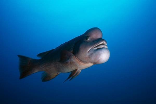 İlk önce derin denizlerin en enteresan balıklarından biri olan Asya Davarbaşı balığını tanıyalım!