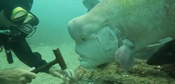 Geçtiğimiz günlerde internette paylaşılan bir videoda, bu balık türünün aslında ne kadar 'meraklı' olduğunu gördük! 😅
