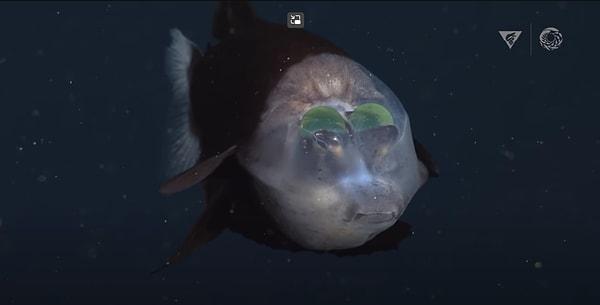 Büyüleyici Barreleye balıkları derin okyanuslarda yaşıyor.