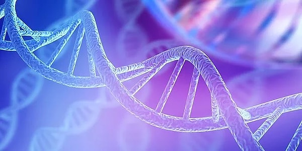 Bencil gen teorisi, bireylerin veya organizmaların genlerin taşıyıcısı olduğunu ve bu genlerin nesilden nesile aktarılma sürecinde seçildiğini ileri sürer.