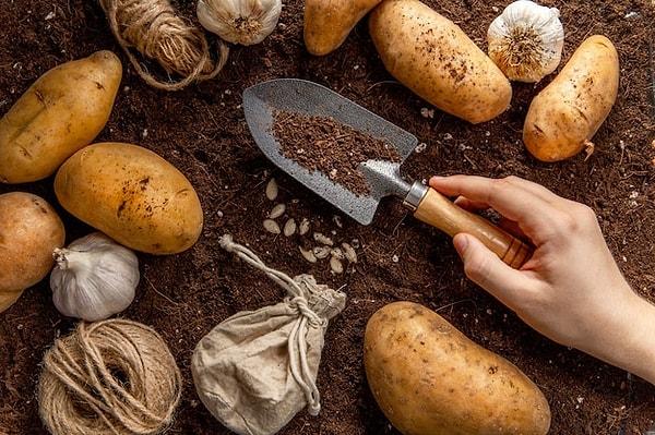 Filizlenmiş patatesler için alternatifler