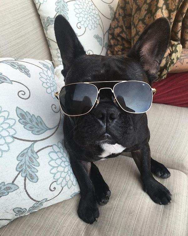4. Köpekler de güneş gözlüğü takabilir!