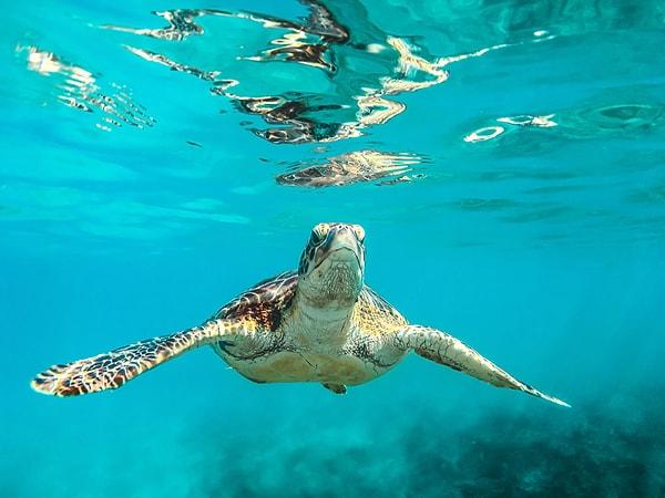 Yeni yasa Panama’daki deniz kaplumbağalarını nasıl koruyor?
