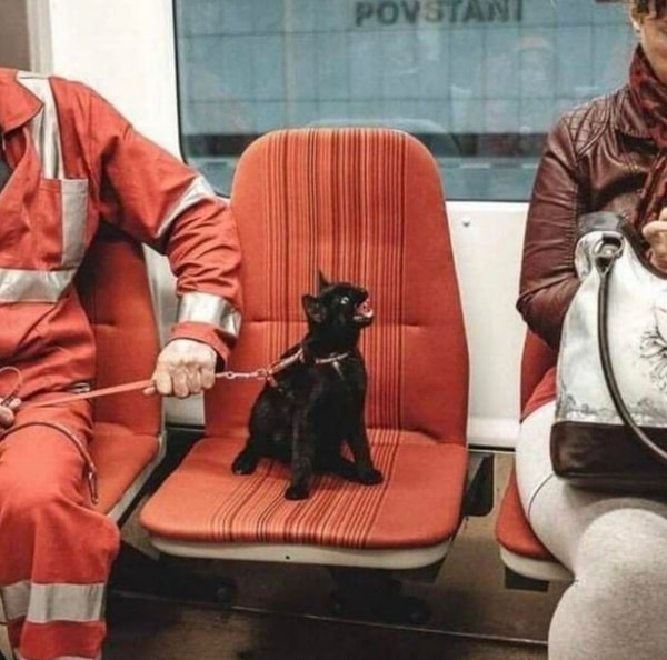 11. «Сама ты безбилетница!»