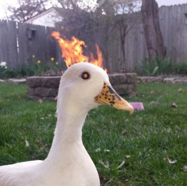 12. «Я хочу видеть, как мир горит в огне»