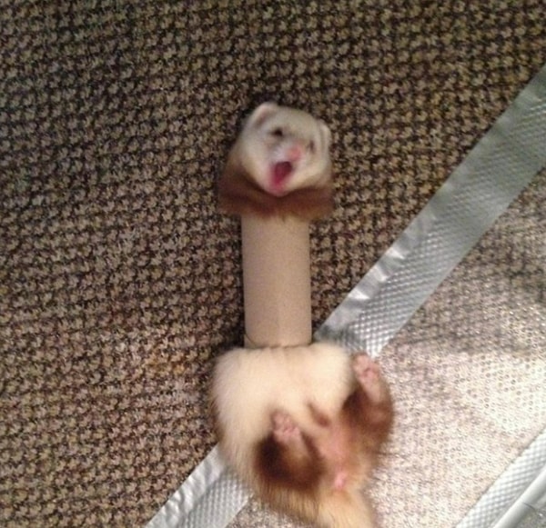 14. Как он туда залез?