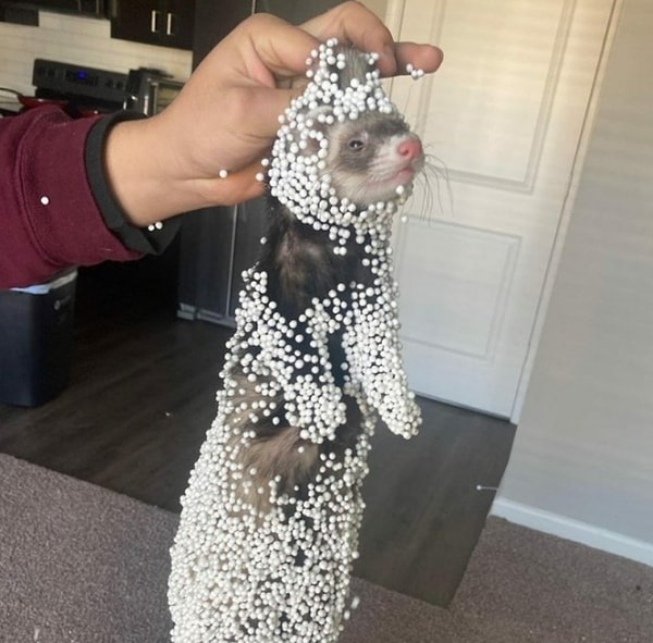 19. Пойман с поличным