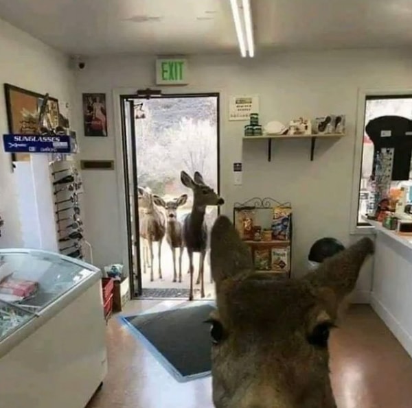 23. «Всем стоять! Это ограбление!»