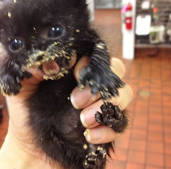 26. Маленький обжорка