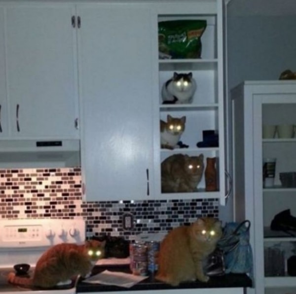 29. «Опять жрешь ночью?»