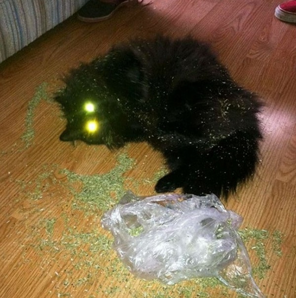 34. «Барсик, а что это ты такой веселый?»