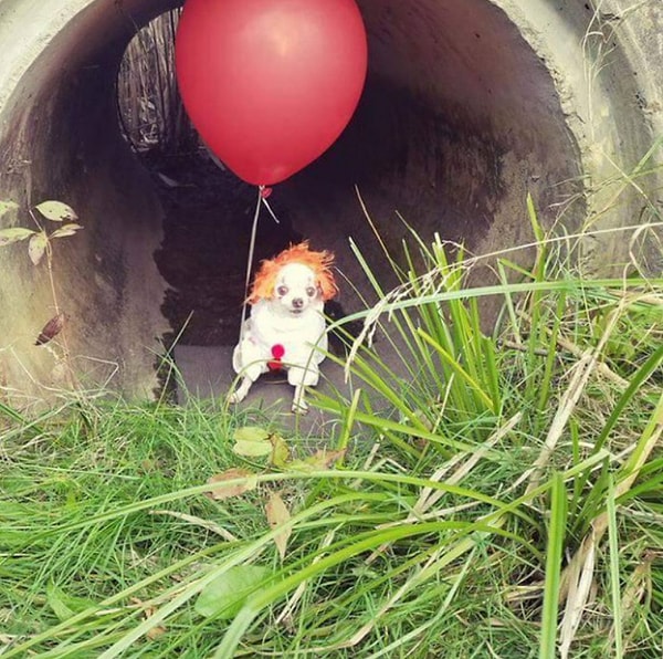 35. Всегда знала, что чихуа — зло во плоти