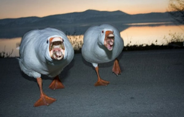 36. «Семки есть? А если найдем?»