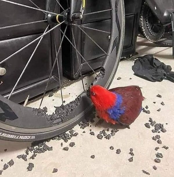 38. Кажется, у кого-то на обед суп из пернатого