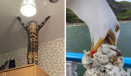 40 внезапных фото с животными, у которых активировался «режим гоблина»