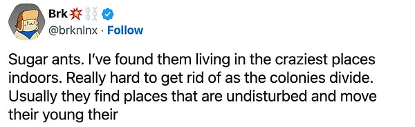 "Şeker karıncaları. Onları iç mekanlarda çok çılgın yerlerde yaşarlarken buldum. Kolonilere bölünürler ve kurtulmak gerçekten zordur. Genellikle rahatsız edilmedikleri yerler bulurlar ve yavrularını hareket ettirirler."