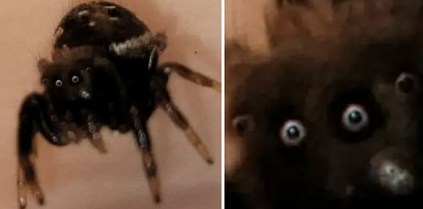 7. Фото крупным планом прыгающего паука: