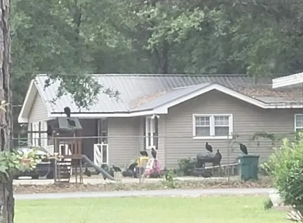 10. Дом,заполненный стервятниками: