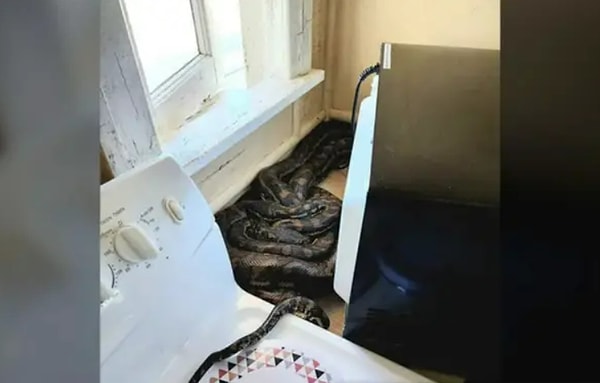 12. Женщина в Австралии заметила, что ее микроволновка на кухне подвинута. Она решила посмотреть что за ней и обнаружила двух спаривающихся питонов: