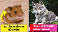 Bazı Hayvanlar Evcilleştirilebilirken Diğerleri Neden Evcilleştirilemez?