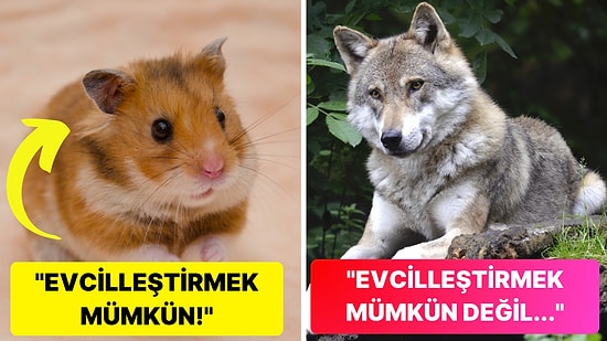 Bazı Hayvanlar Evcilleştirilebilirken Diğerleri Neden Evcilleştirilemez?