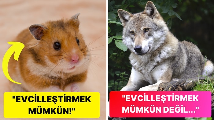 Bazı Hayvanlar Evcilleştirilebilirken Diğerleri Neden Evcilleştirilemez?