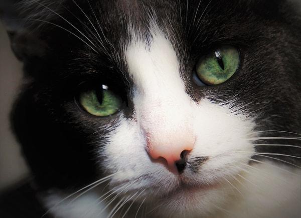 2. Smokin Kedilerin Gözleri